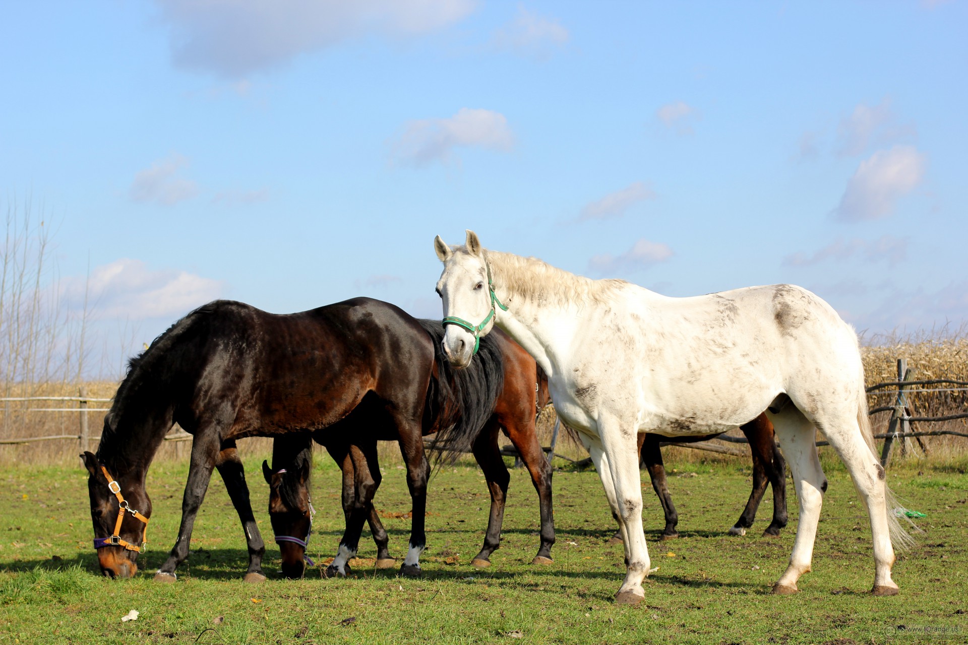 Horses on vacation